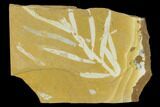 Fossil Conifer (Podozamites) Plate - Australia #133634-1